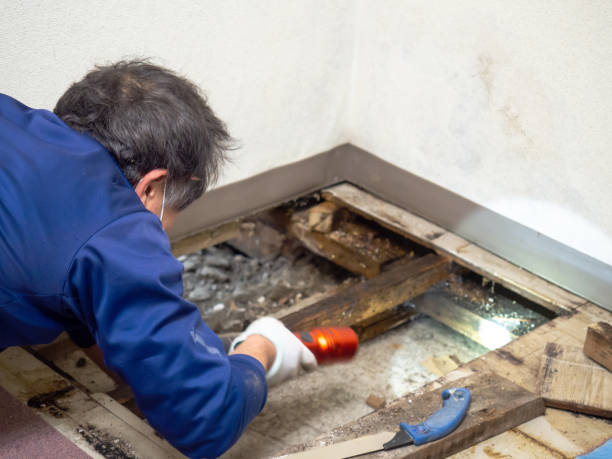 Best Water Damage Restoration  in Hannibal, MO