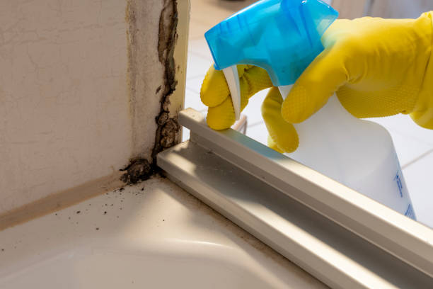 Best Toxic Mold Removal  in Hannibal, MO