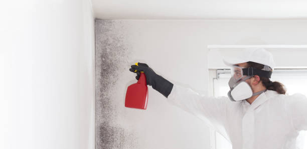 Best Mold Remediation Services  in Hannibal, MO
