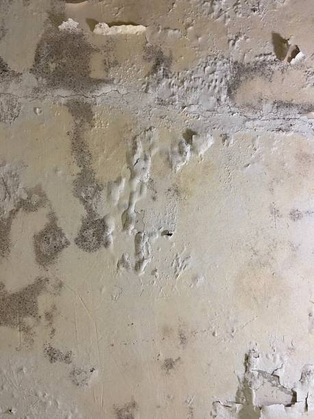 Professional Mold Removal in Hannibal, MO