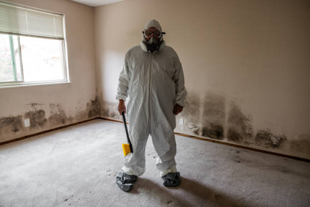 Attic Mold Removal in Hannibal, MO