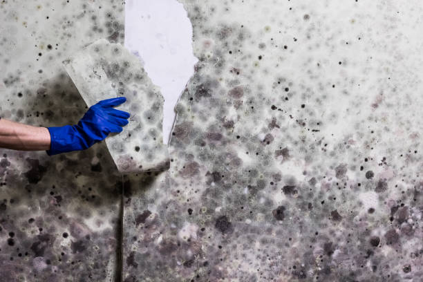 Mold Removal Process in Hannibal, MO