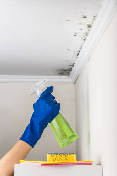 Best Mold Damage Repair  in Hannibal, MO